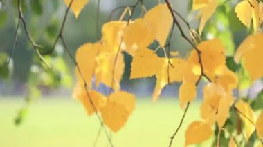 Huş ağacındaki altın dal rüzgarla sallanıyor, yakın çekim. Parlak güneşli bir sonbahar günü.