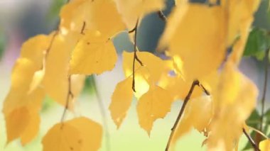 Huş ağacındaki altın dal rüzgarla sallanıyor, yakın çekim. Parlak güneşli bir sonbahar günü.