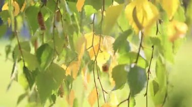 Huş ağacındaki altın dal rüzgarla sallanıyor, yakın çekim. Parlak güneşli bir sonbahar günü.