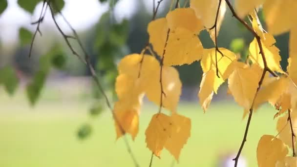 Złota gałąź na brzozy kołysze się z wiatrem, zbliżenie. Jasny słoneczny jesienny dzień. — Wideo stockowe