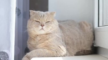 Sevimli, meraklı bir İskoç kedisi. Evde, pencerenin yanında dinleniyor, yakın plan portresi.