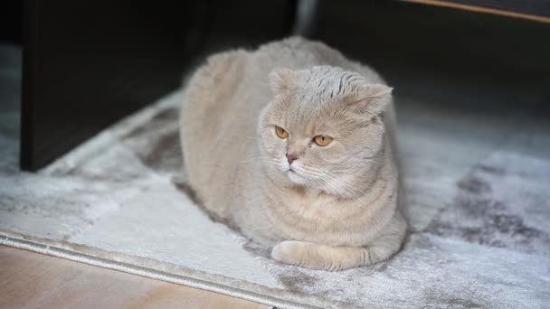 可爱而好奇的苏格兰折叠猫在毛绒绒地毯上悠闲自在地呆在家里，特写特写 — 图库视频影像