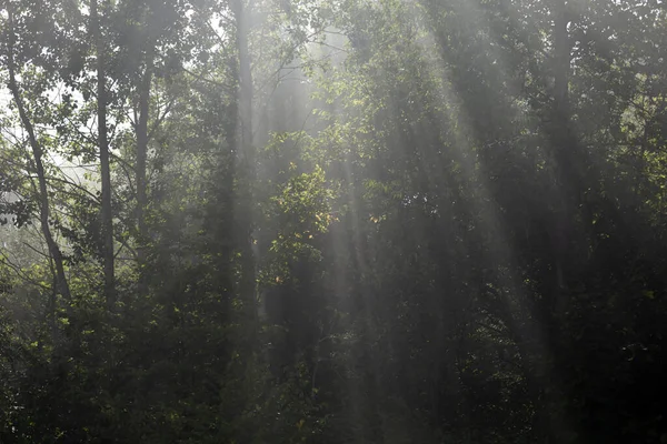 Foggy morning in the forest with sun rays shining through the foliage — Stock Photo, Image