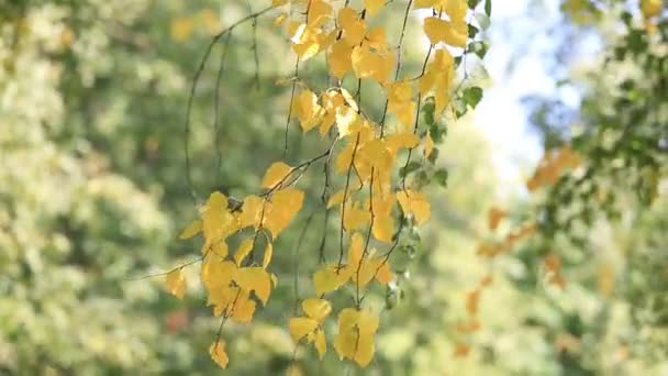 Золота гілка на березовому дереві пливе з вітром, крупним планом. Яскравий сонячний осінній день . — стокове відео