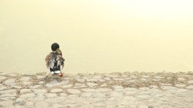 Ördek Abu Dabi, BAE 'deki göletin kenarını temizliyor.
