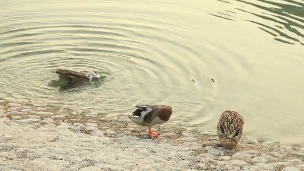 Três patos se limpando na lagoa em Abu Dhabi, Emirados Árabes Unidos — Vídeo de Stock