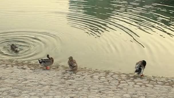 Três patos se limpando na lagoa em Abu Dhabi, Emirados Árabes Unidos — Vídeo de Stock
