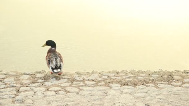 Pato limpando-se na borda da lagoa em Abu Dhabi, Emirados Árabes Unidos — Vídeo de Stock
