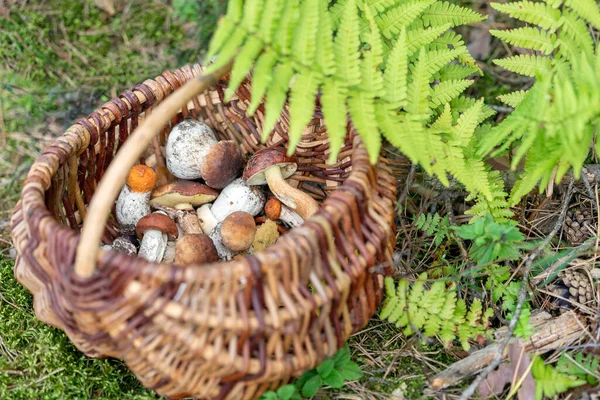 Basket of various edible mushrooms harvested in the forest. Beautiful autumn season. — Stock Photo, Image