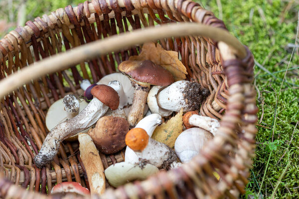 Basket of various edible mushrooms harvested in the forest. Beautiful autumn season.