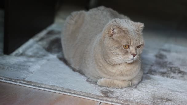 Симпатичная милая скоттишская кошка, расслабляющаяся дома на пушистом ковре, и портрет в полный рост — стоковое видео