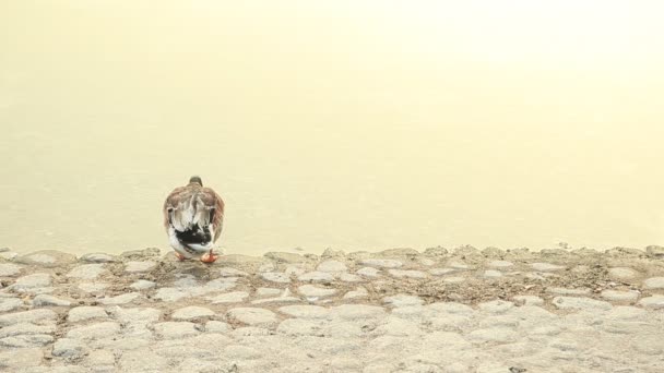 Pato limpiándose en el borde del estanque en Abu Dhabi, Emiratos Árabes Unidos — Vídeos de Stock