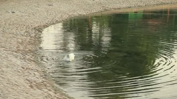 Goose limpeza em si no lago em Abu Dhabi, Emirados Árabes Unidos — Vídeo de Stock