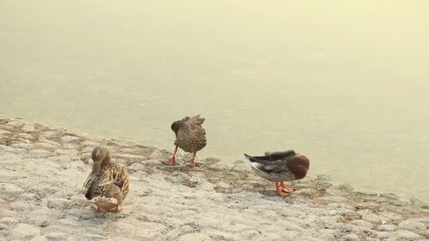 Tři kachny se čistí u rybníka v Abu Dhabi, SAE — Stock video