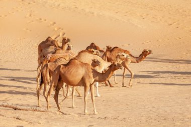 Birleşik Arap Emirlikleri 'nde çölde yürüyen Orta Doğu develeri sürüsü. Abu Dabi popüler seyahat yeri olarak.