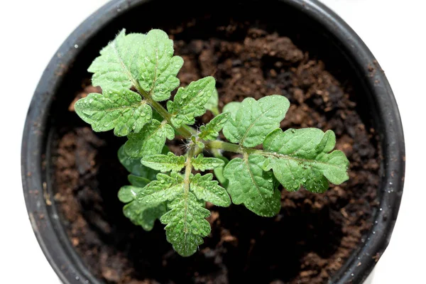 Kirazlı domates, küçük çalılık, üst manzara. Evde sebze yetiştirme, sağlıklı beslenme, organik ürünler..