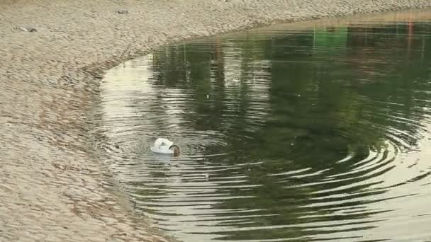 アラブ首長国連邦のアブダビの池で自分自身を掃除するガチョウ — ストック動画