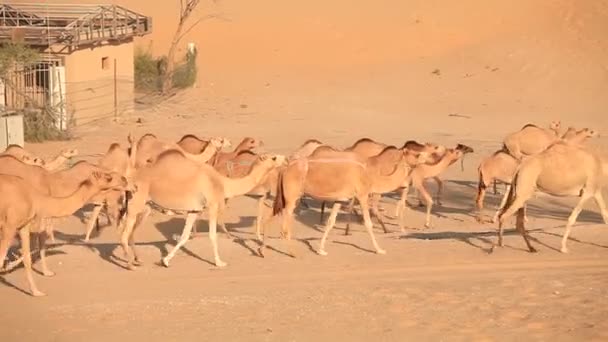 Herd of camels walking in the desert near workers camp — Stockvideo