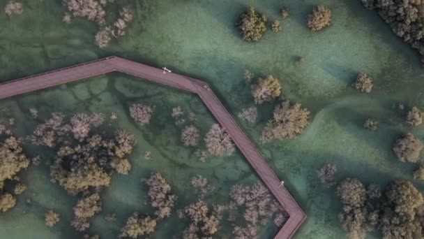 Ecosistema único en Abu Dhabi, manglares a lo largo de la costa. Vista aérea. — Vídeo de stock