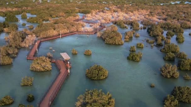 Unique ecosystem in Abu Dhabi, mangroves along the coastline. Aerial view. — Vídeo de Stock