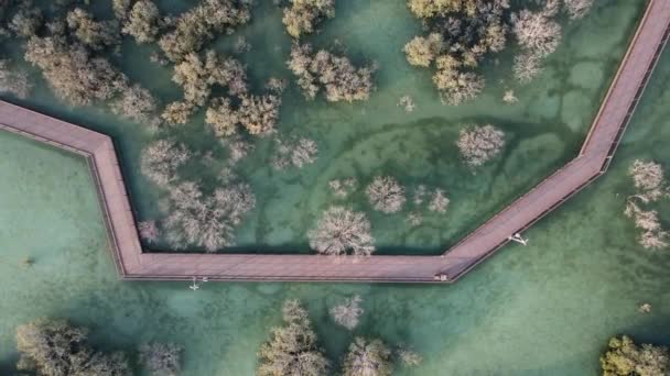 아부다비에 있는 맹그로브 숲은 해안선을 따라 독특 한 생태 계입니다. 공중에서 본 광경. — 비디오