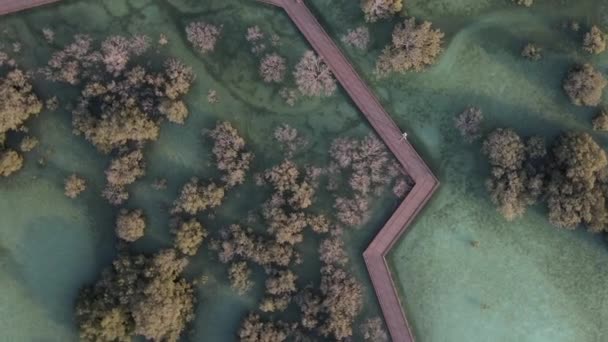 Unique ecosystem in Abu Dhabi, aerial view of mangroves along the coastline — Stock video