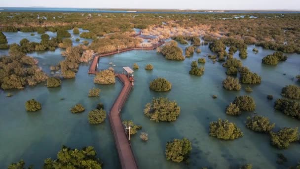Ecosistema único en Abu Dhabi, manglares a lo largo de la costa. Vista aérea. — Vídeos de Stock