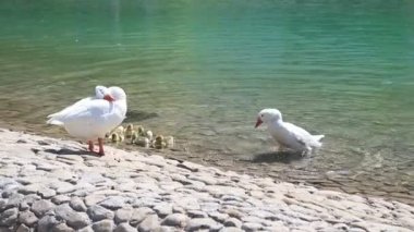 Ördek yavrularıyla ördek sürüsü sabahın köründe Abu Dabi, BAE 'de