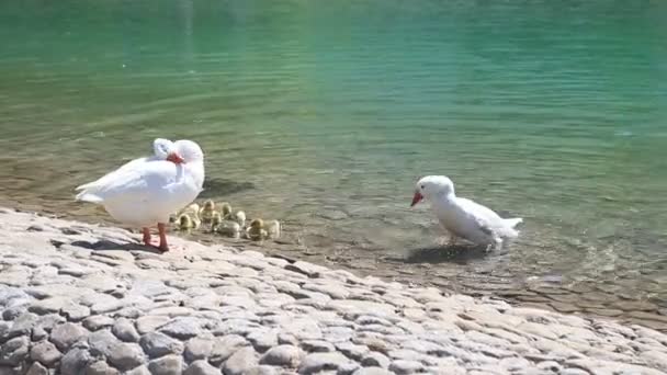 Troupeau d'oies avec des canetons au lac public le matin à Abu Dhabi, Émirats arabes unis — Video