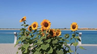 Abu Dabi, BAE 'deki Corniche' de ayçiçekleri