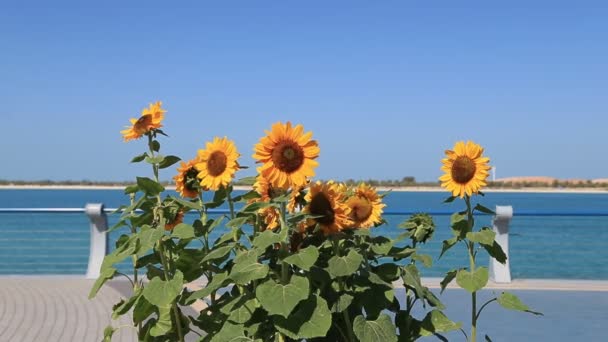 Sunflowers on Corniche in Abu Dhabi, UAE — Stock Video
