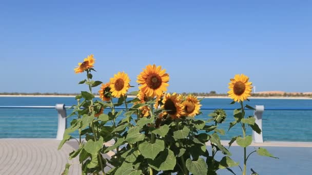 Sunflowers on Corniche in Abu Dhabi, UAE — Stock Video