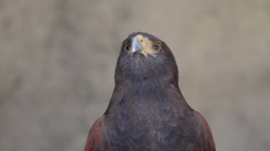 Harris Hawk yakın plan portresi, etobur kuş
