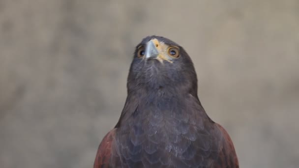 Harris hawk closeup portrait, carnivore bird — Stock Video