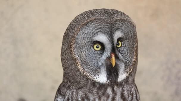 Gran búho gris, pájaro carnívoro, retrato de cerca — Vídeos de Stock