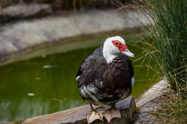 Moscovy Duck Con Cara Roja Plumas Blancas Negras Imágenes de stock libres de derechos