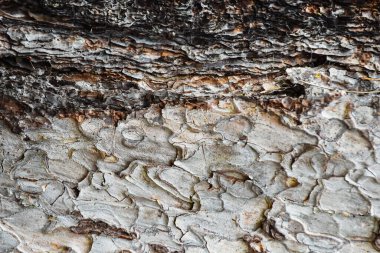 Ağaç kabuğunun detaylarıyla ağaç dalının doğasından soyut desen