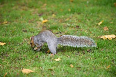 Gri sincap kış uykusunda depolamak için fındık ve diğer yiyecekleri topluyor.