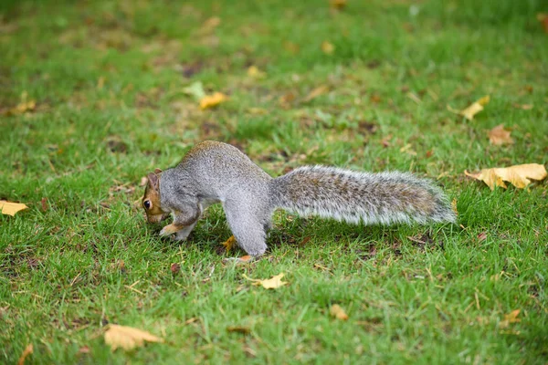 灰松鼠在冬眠时采摘坚果和其他食物 — 图库照片