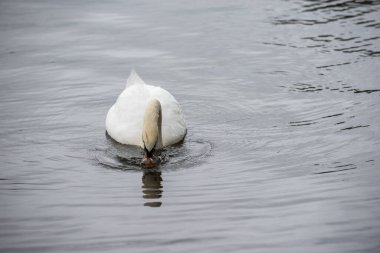 Beyaz ya da Dilsiz Kuğu göldeki sudan besleniyor.