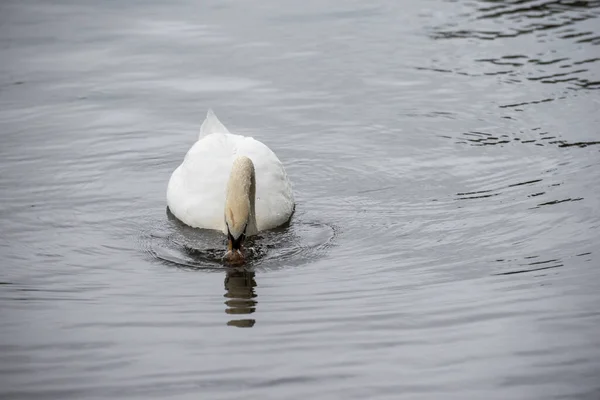 Cisne Branco Mudo Está Alimentando Água Lago — Fotografia de Stock