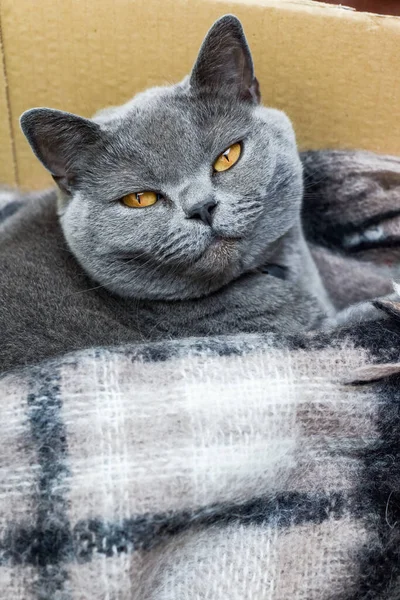 Cat Takes Nap Cosy Box Warm Blanket — Stock Photo, Image