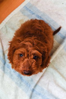 Yukarıdan kamera görüntüsüne bakarken tatlı köpek yavrusu oturuyor.