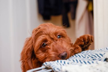 Yukarıdan kamera görüntüsüne bakarken tatlı köpek yavrusu oturuyor.