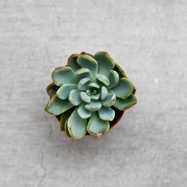 Green Succulent Plant Trendy Grey Concrete Background — Stock Photo, Image