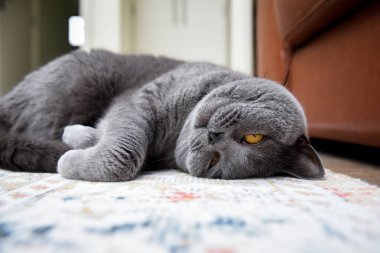 İngiliz kısa devre kedisi kameraya yakından bakıyor.