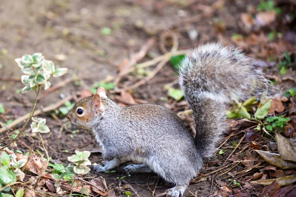 Esquilo Cinzento Voltado Para Câmera Por Uma Árvore Parque — Fotografia de Stock