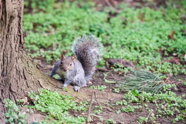 Grey Squirrel Facing Camera Tree Park Stock Picture