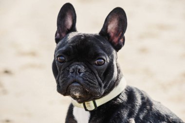 Tatlı siyah Fransız Bulldog köpek yavrusu profil görüntüsünde bir sahilde