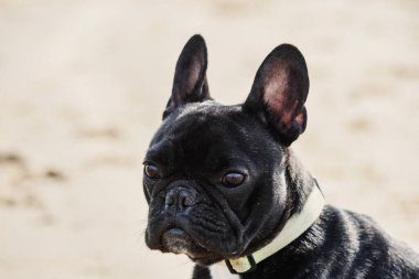 Tatlı siyah Fransız Bulldog köpek yavrusu profil görüntüsünde bir sahilde